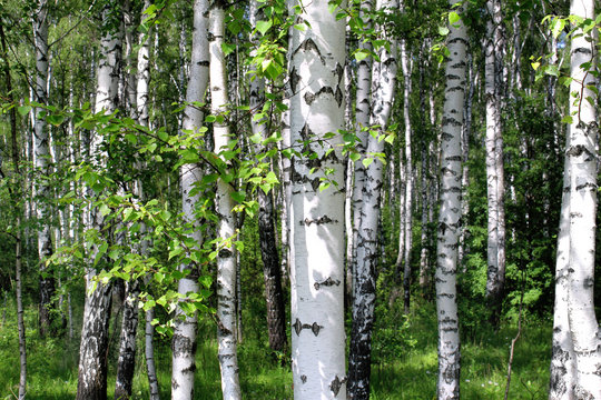 Fototapeta Beautiful birch trees