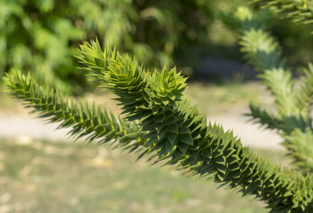 Araucaria araucana. L'araucaria ou pin du Chili à l'apparence étrange