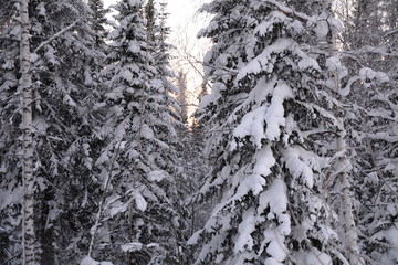 Siberia winter forest taiga