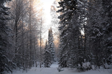 Siberia winter forest taiga