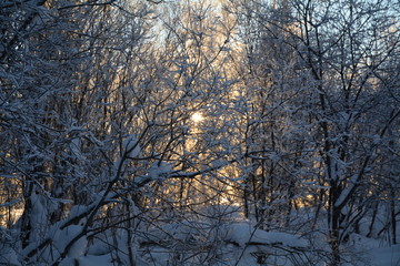 siberia winter landscape