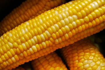 Corn closeup