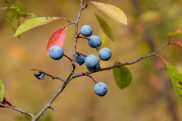 Blackthorn or sloe (Prunus spinosa) berries on a branch close-up
