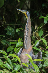 Nacktkehlreiher im Regenwald