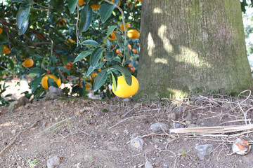 Close up of ripe tangerines hanging from tree branches.