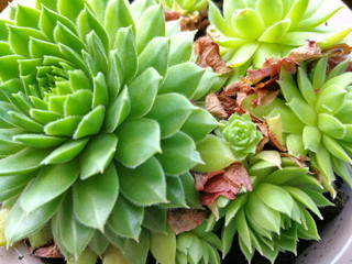 Sempervivum Stone Rose. Close-up of the colorful natural Sempervivum rosette. Pot with succulents. Flower garden