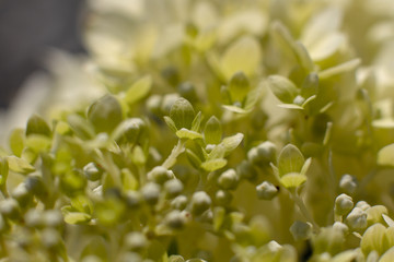 Grüne Ballhortenise