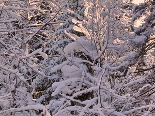 Siberia winter forest taiga