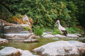 The stork is living in the national park