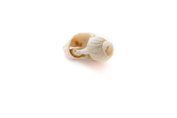 A Littorina Scabra seashell isolated on a white background.