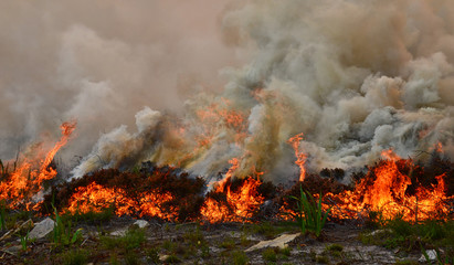 Fynbos Wildfire