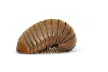 Image of pill millipede(Oniscomorpha) isolated on a white background. Glomerida. Insect. Animal.