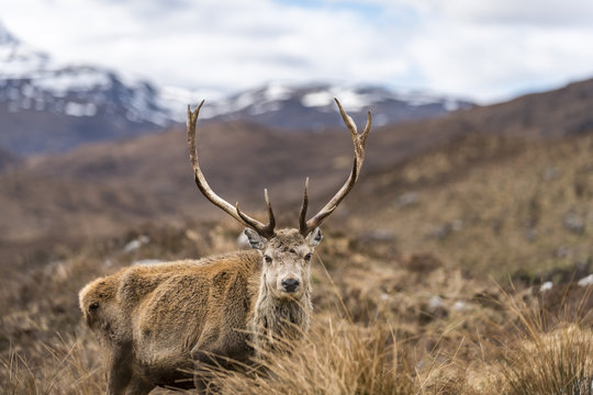 A wild Red Deer with big antlers in the Scottish Highlands in Torridon along The Cape Wrath Trail, Highlands, Scotland