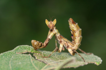 Image of mantis standing on green leaf on nature background. Insect. Animal.