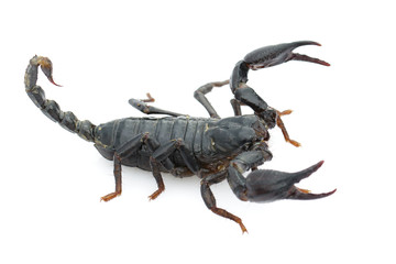 Image of emperor scorpion (Pandinus imperator) on a white background. Insect. Animal.