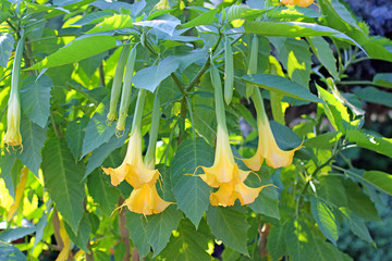 Beautifully blooming Datura