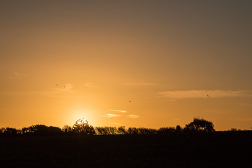 Sunrise and Tree Silhouettes