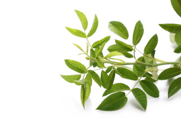 Rose hip branch, twig with leaves, isolated on white background