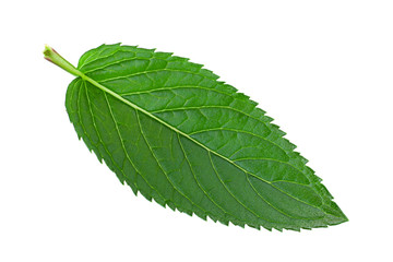 Obraz premium Mint herb leaf on white