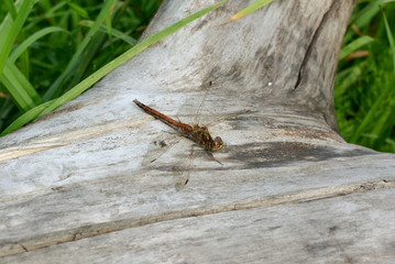 Large red dragonfly sitting on old wood close-up