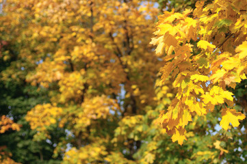 Autumn colorful leaves background