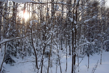 siberia winter landscape