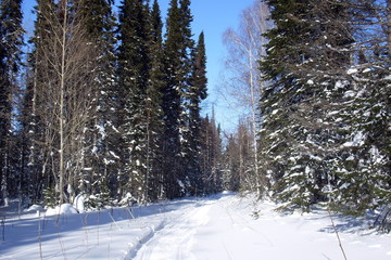 Fototapeta premium siberia winter landscape