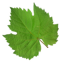Grape fresh leaf closeup