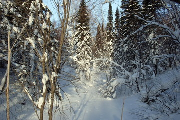 siberia winter landscape