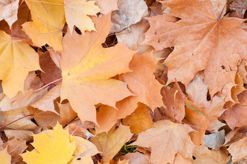 Autumn colorful leaves background