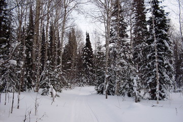 siberia winter landscape