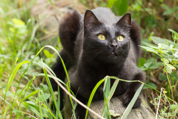 Naklejka na ściany i meble Beautiful black cat outdoors in nature in green grass
