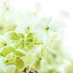 Grüne Ballhortenise