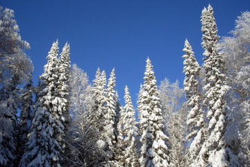 siberia winter landscape