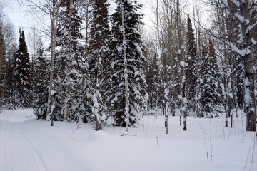 siberia winter landscape