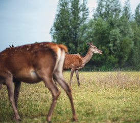 Naklejka na ściany i meble Two red deer hinds in meadow near bush.