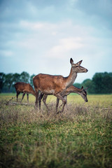 Fototapeta premium Small group of red deer hinds in meadow under cloudy sky.