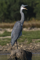 Grey Heron (Ardea cinerea) opened bill