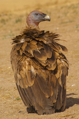 griffon vulture (Gyps fulvus), scavenger, carcass