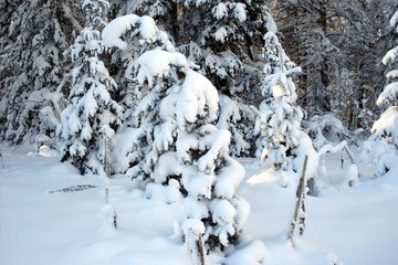 siberian winter forest taiga