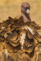 griffon vulture (Gyps fulvus), scavenger, carcass