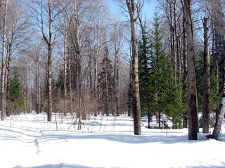 siberian winter forest taiga