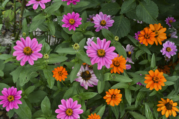 Beautiful Zinnia flowers in in the home garden.