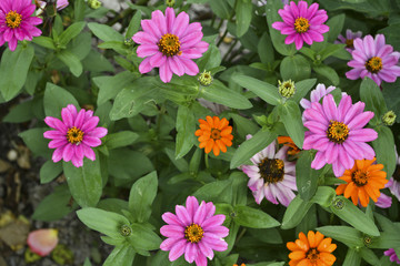 Beautiful Zinnia flowers in in the home garden.