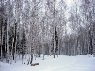 siberian winter forest taiga