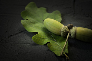 Green oak acorns and leaf on a black stone surface