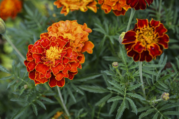 Flower French Marigold (Tagetes patula L.) in the home garden.