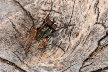 Fliege auf Holztisch