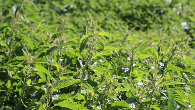 Thick thickets of nettle swinging gusts of wind