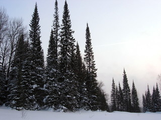 siberian taiga winter landscape